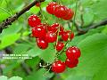2006-0623RedCurrants